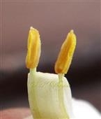  Stamens